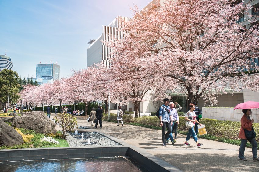 Sakura a Roppongi Midtown