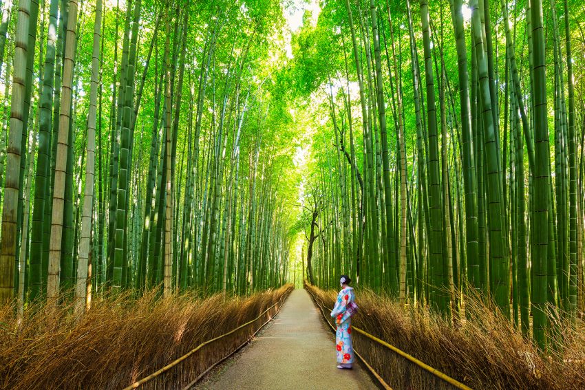 Foresta Arashiyama
