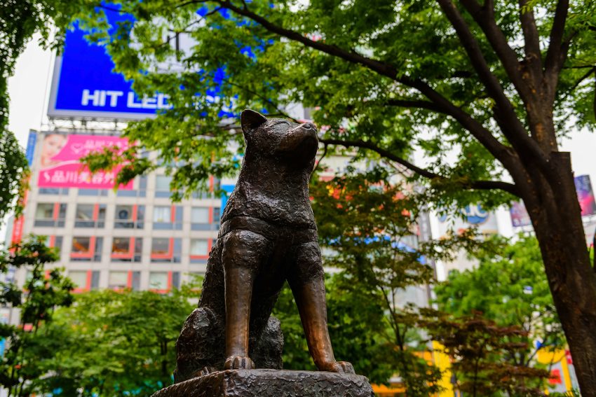 Statua del cane Hachiko a Shibuya