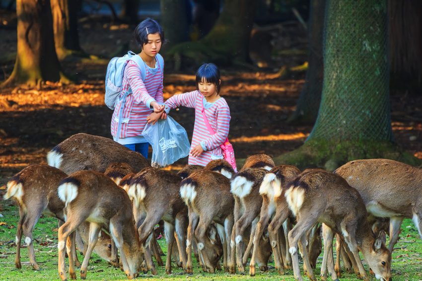 Cervi al Parco di Nara