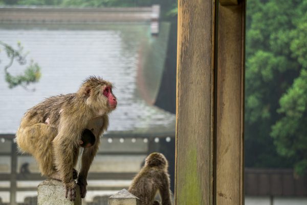 Monkey Park