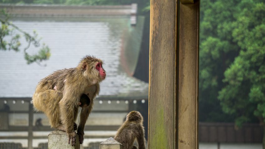Takasakiyama Monkey Park