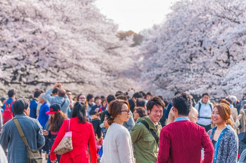 Sakura a Ueno