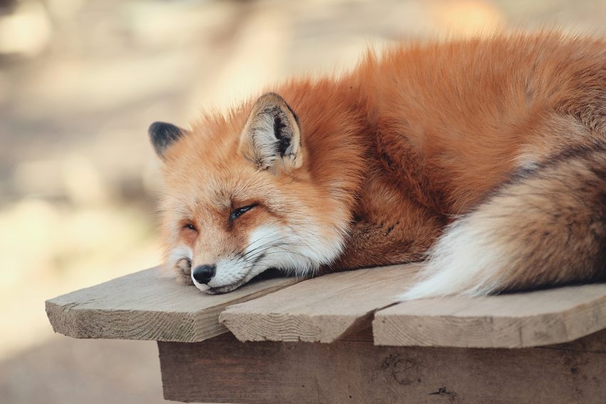 Volpe al Zao Fox Village